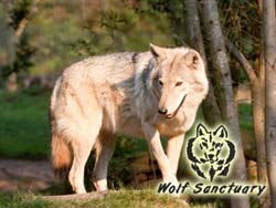 Wolf Sanctuary